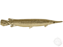 Alligator Gar